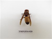 藏品(黃腰虎頭蜂)的圖片